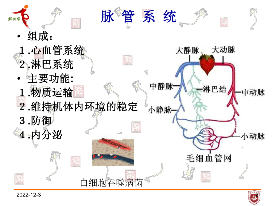 《系统解剖学》教学课件：8脉管系总论、心血管系统.ppt_第2页