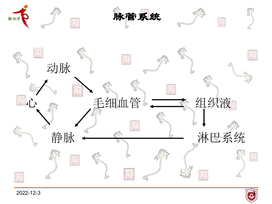 《系统解剖学》教学课件：8脉管系总论、心血管系统.ppt_第3页