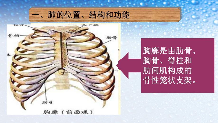 七年级生物下册人教版第三章--第二节--发生在肺内的气体交换课件.ppt_第2页