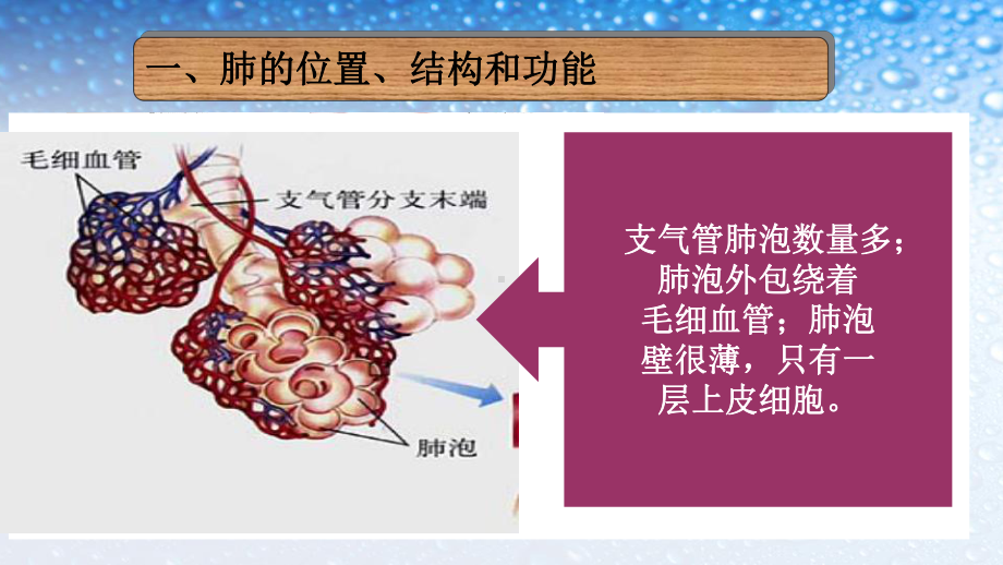 七年级生物下册人教版第三章--第二节--发生在肺内的气体交换课件.ppt_第3页