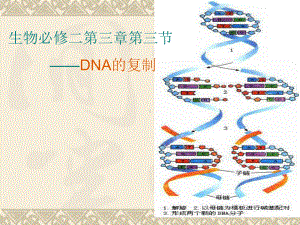 DNA的复制(优质课)(新人教版)课件.pptx