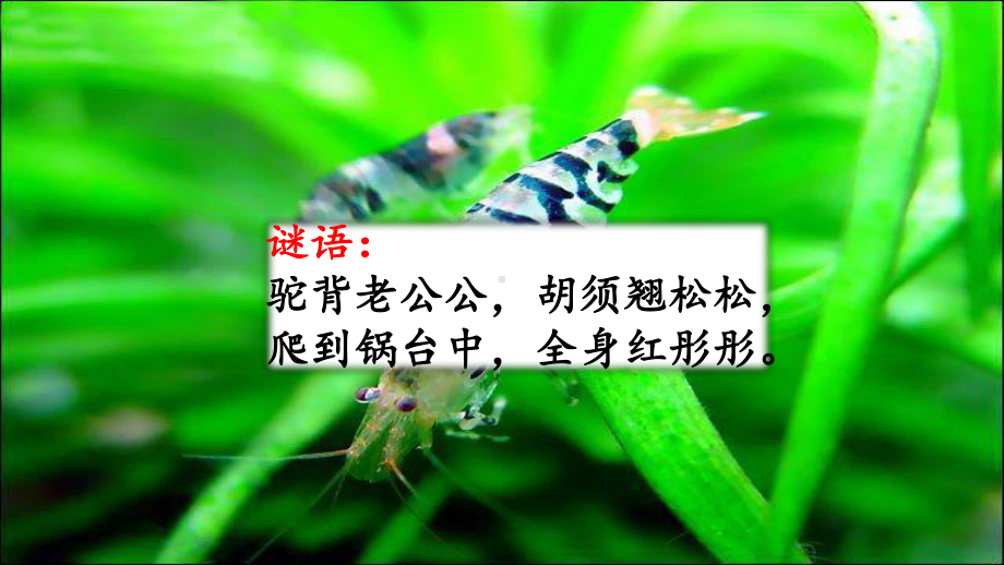 （语文）15小虾部编小学语文3三年级下册1优质课件.ppt_第1页