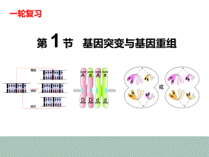 61高中生物一轮复习基因突变与基因重组课件.pptx