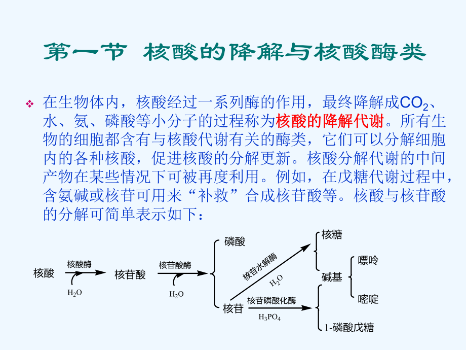 13第十三章核酸的降解与核苷酸代谢课件.ppt_第2页