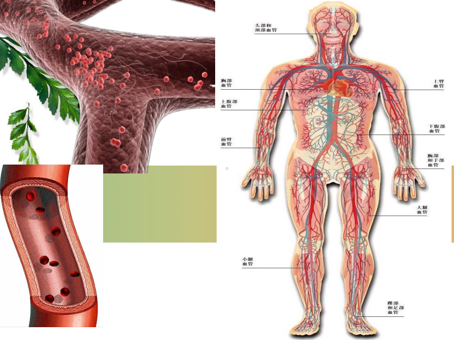 42血流的管道-血管-初一生物课件七年级下册.ppt_第3页