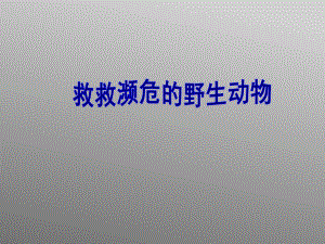 六年级下册综合实践活动课件-救救濒危的野生动物 全国通用(共29张PPT).pptx