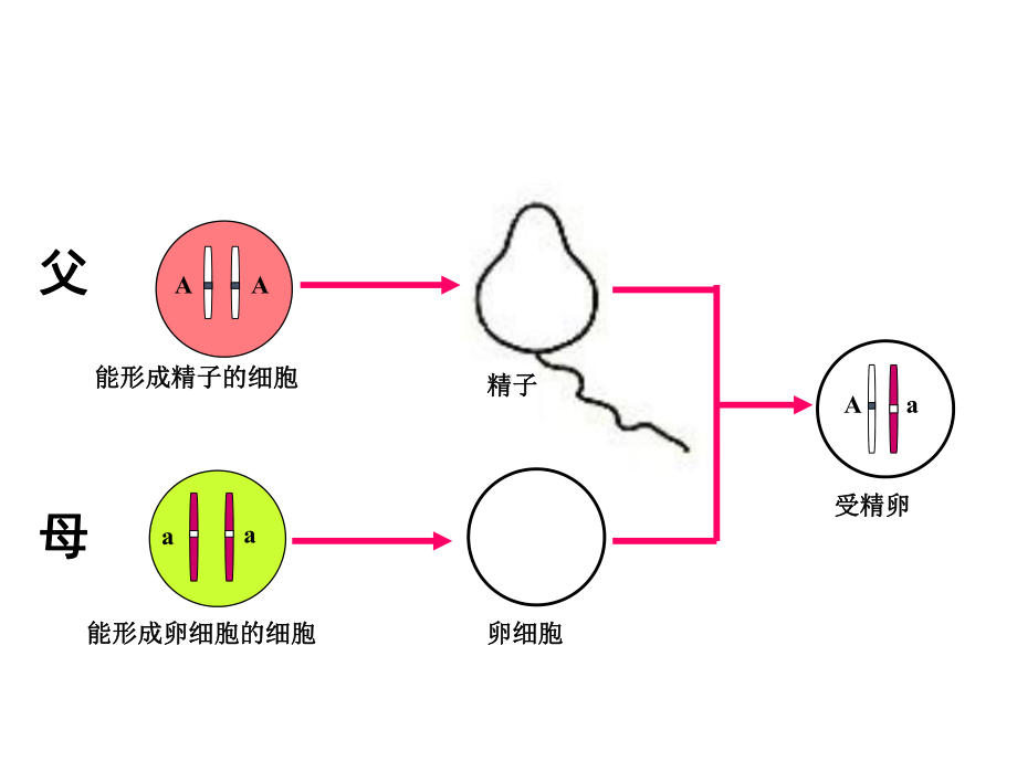 《基因的显性和隐性》课件课件.ppt_第2页