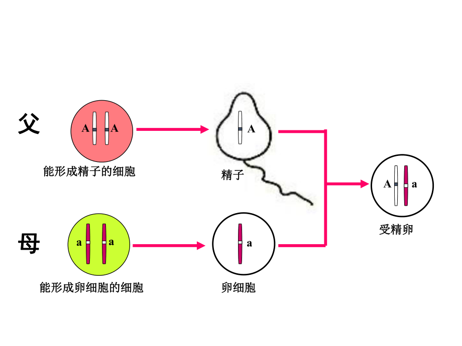 《基因的显性和隐性》课件课件.ppt_第3页