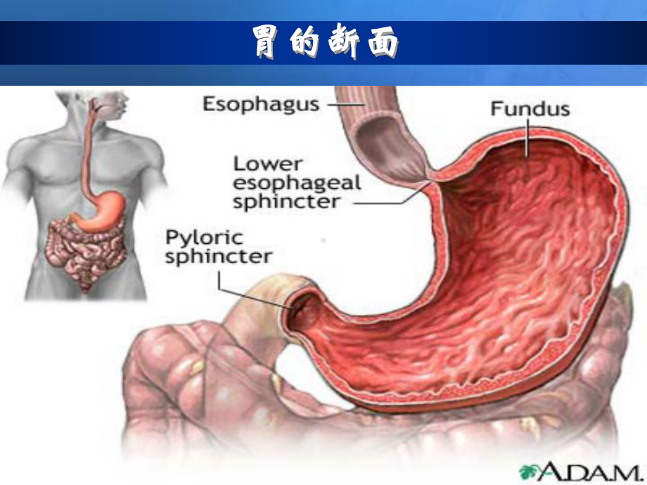 《胃十二指肠疾病》课件.ppt_第3页