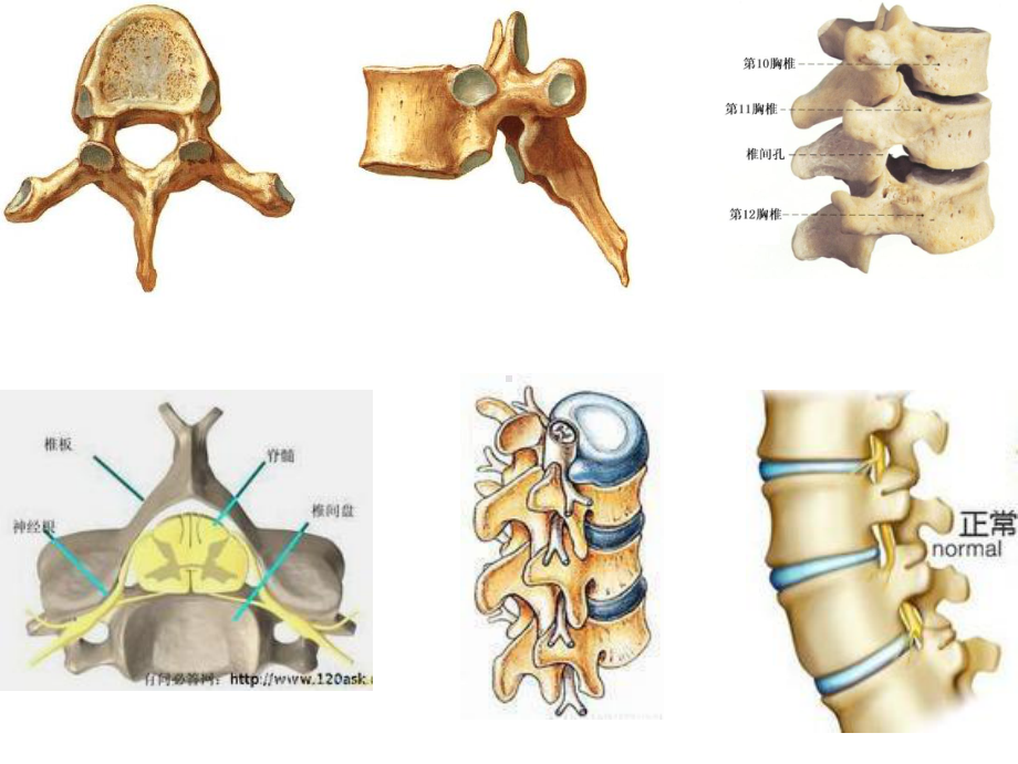 《系统解剖学》教学课件：脊髓.ppt_第3页