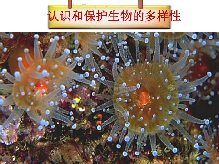 623认识和保护生物的多样性课件.ppt_第2页