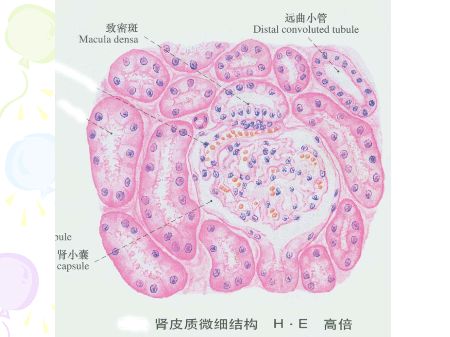 《兽医病理解剖学》课件：第11章-泌尿系统病理学.ppt_第3页