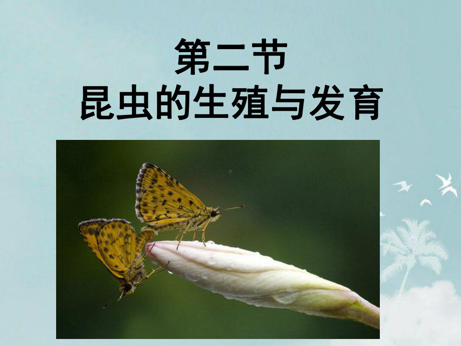 《第二节-昆虫的生殖和发育》课件.ppt_第1页