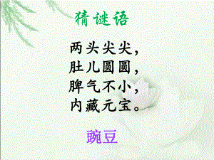 《一颗小豌豆》课件.ppt