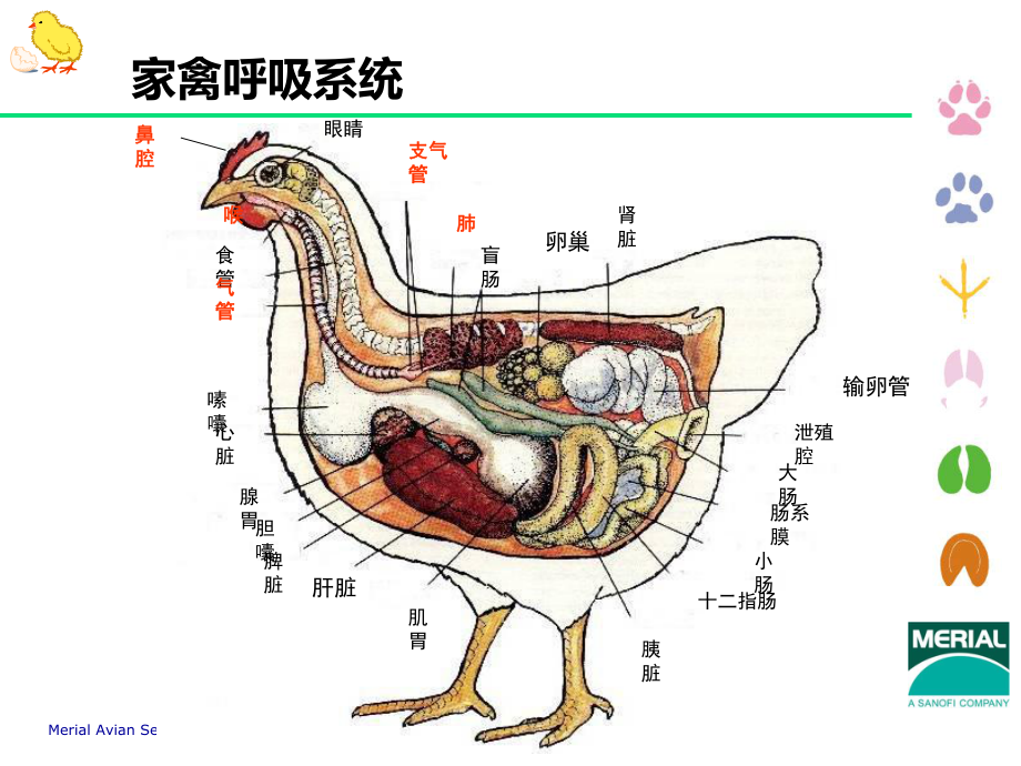 2蛋鸡呼吸系统健康管理长沙倪延利课件.ppt_第3页