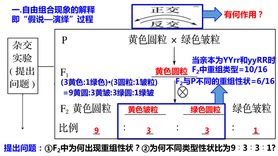 2021届全国新高考生物冲刺备考-基因的自由组合定律课件.pptx_第2页