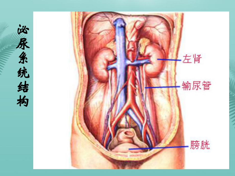 [推荐]课排尿护理课件.ppt_第3页