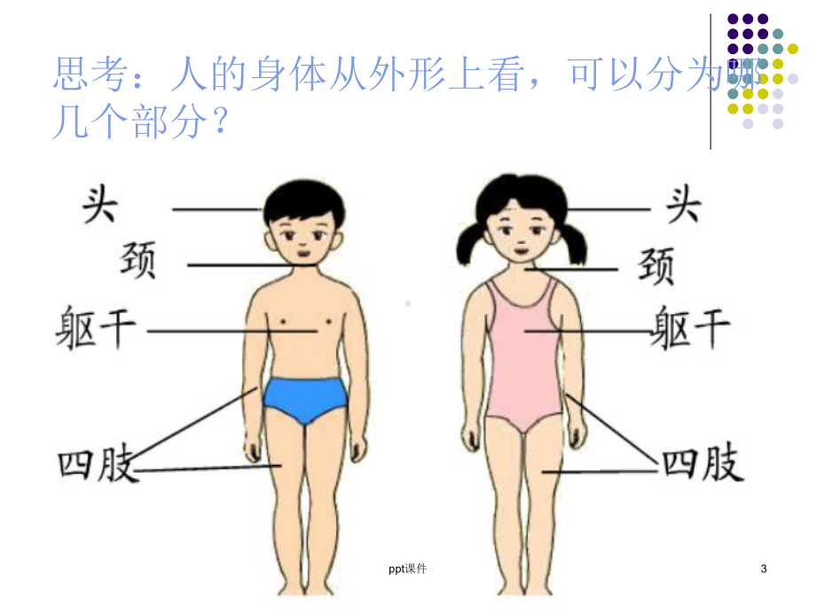 《人体的组成》(冀教版六年级下册科学)课件.ppt_第3页