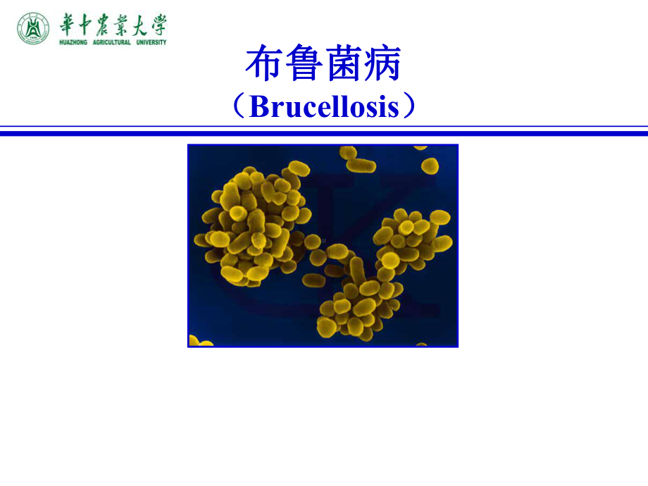 《兽医传染病学》课件：06布鲁氏菌病.ppt_第1页