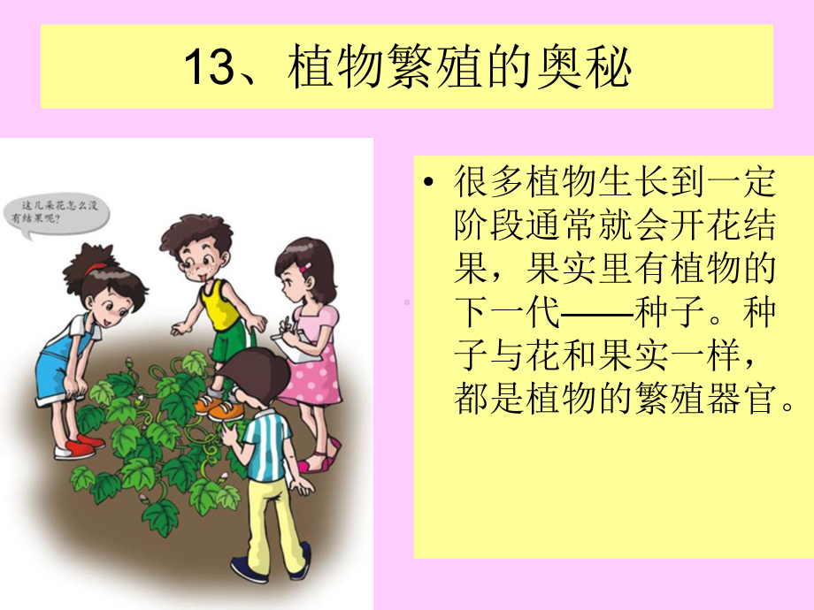 《13-植物繁殖的奥秘》课件1.ppt_第3页