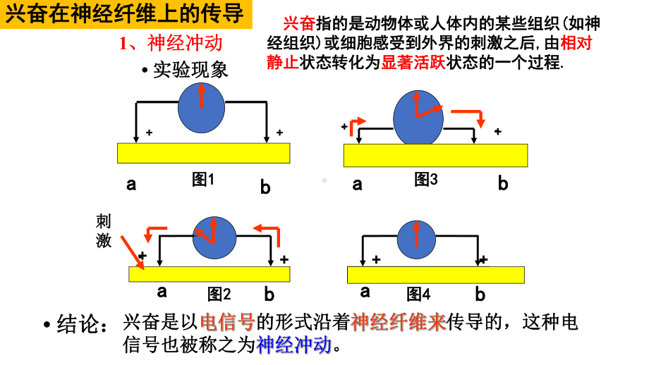 2021届新高考生物复习-神经冲动的产生和传导课件.pptx_第2页