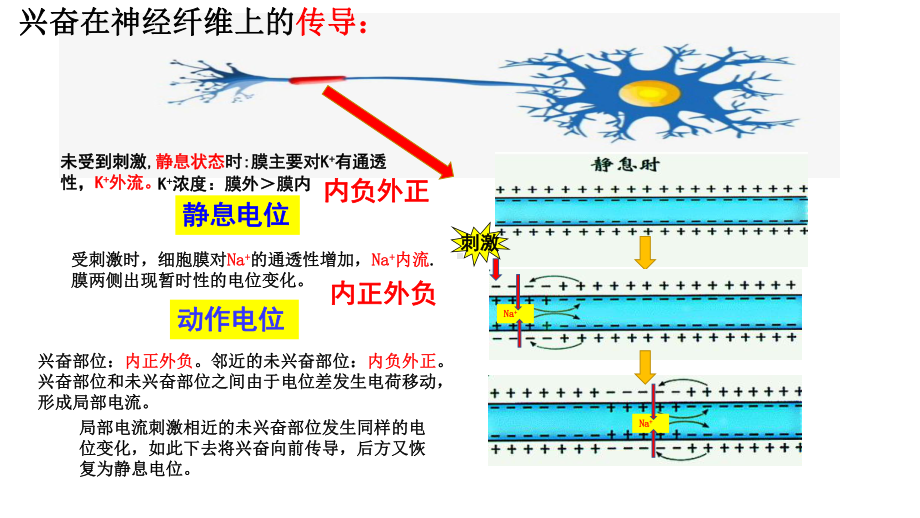 2021届新高考生物复习-神经冲动的产生和传导课件.pptx_第3页