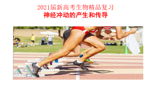 2021届新高考生物复习-神经冲动的产生和传导课件.pptx