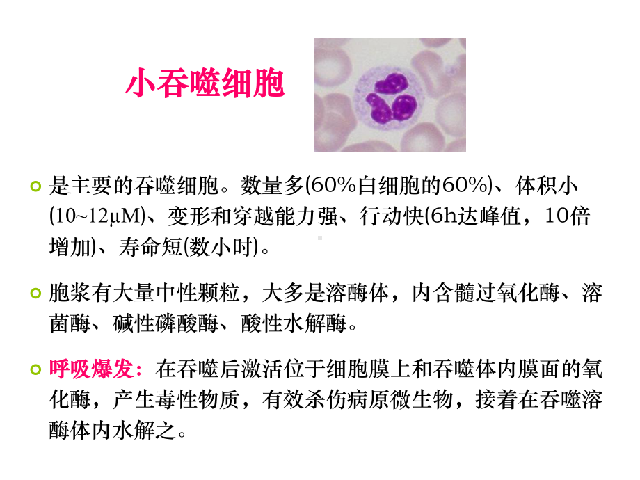 《兽医免疫学》实验课件：实验五-吞噬试验.ppt_第3页