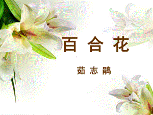 《百合花》课件2-优质公开课-河北大学八下.ppt