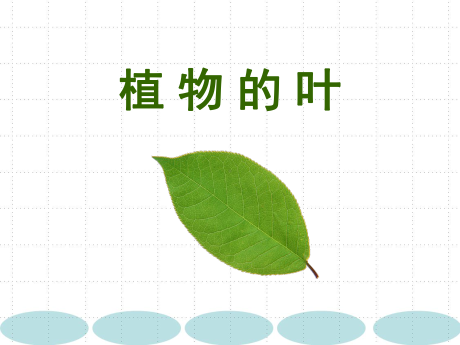 《植-物-的-叶》公开课优质课件.ppt_第1页