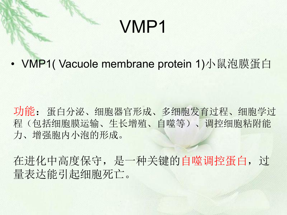 VMP1-regulates-cell-death-VMP1(膜泡蛋白1)与结肠直肠癌细胞的课件.ppt_第3页