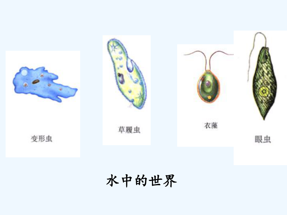 《第一节-单细胞生物课件》初中生物苏教版七年级上册.ppt_第3页