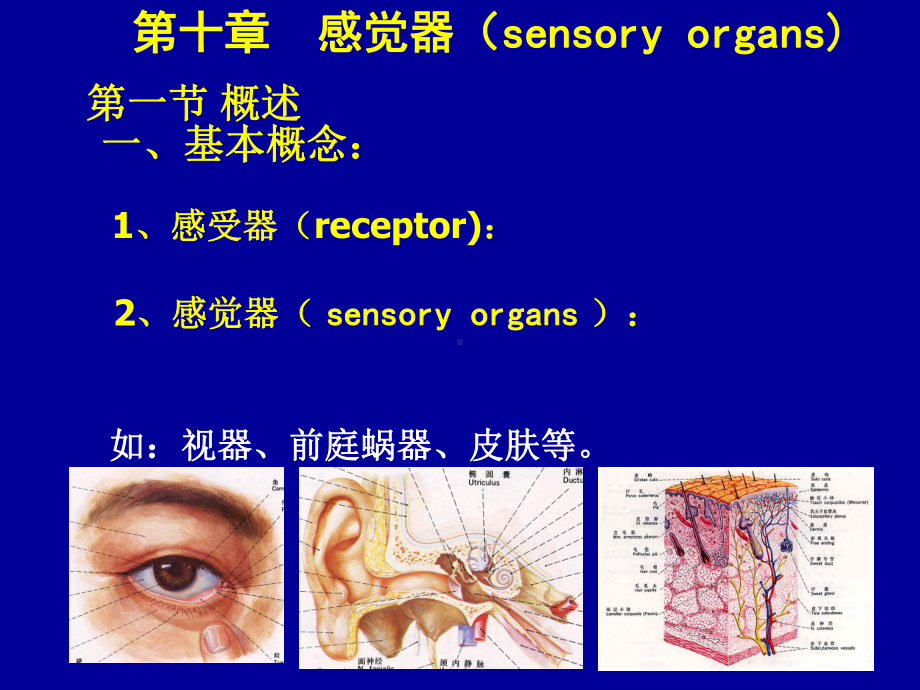 《人体组织学与解剖学》教学课件：14-感觉器.ppt_第1页