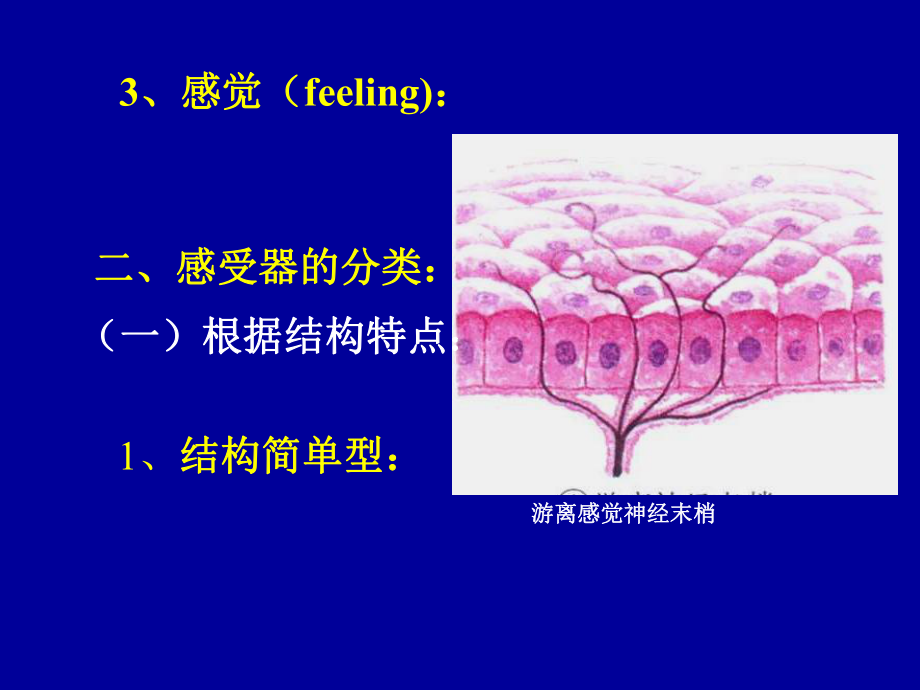 《人体组织学与解剖学》教学课件：14-感觉器.ppt_第2页