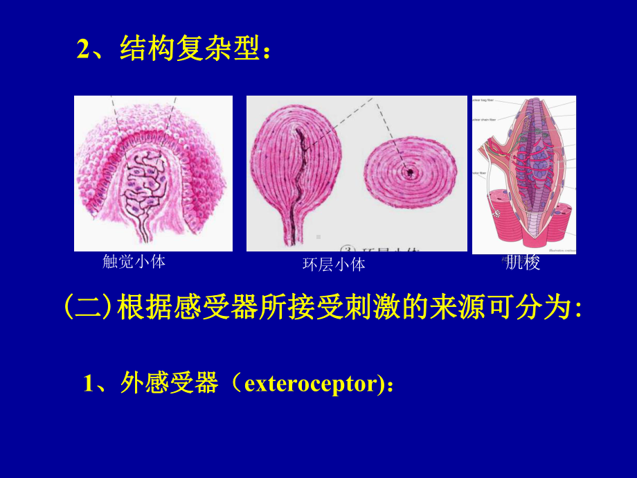 《人体组织学与解剖学》教学课件：14-感觉器.ppt_第3页