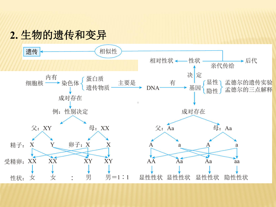 2021年中考生物专题复习课件★★生物的生殖、发育和遗传.pptx_第3页