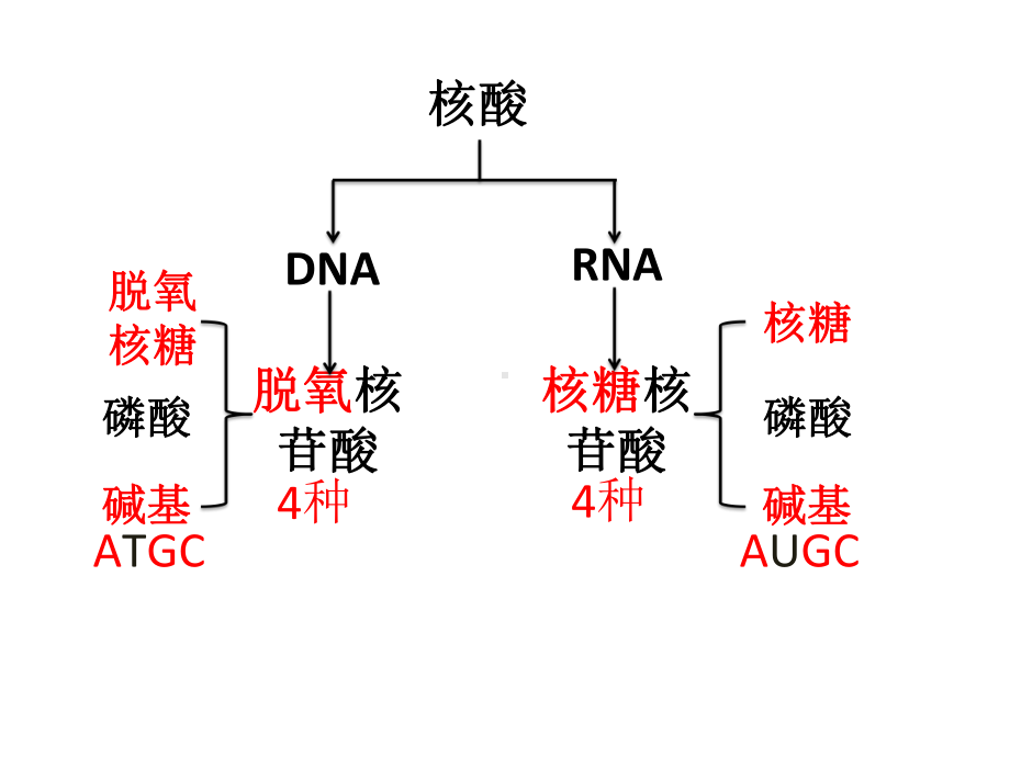 DNA分子的结构和复制课件.pptx_第2页