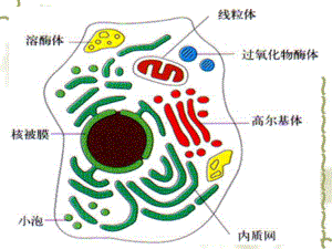 4溶酶体过氧化物酶体课件.ppt