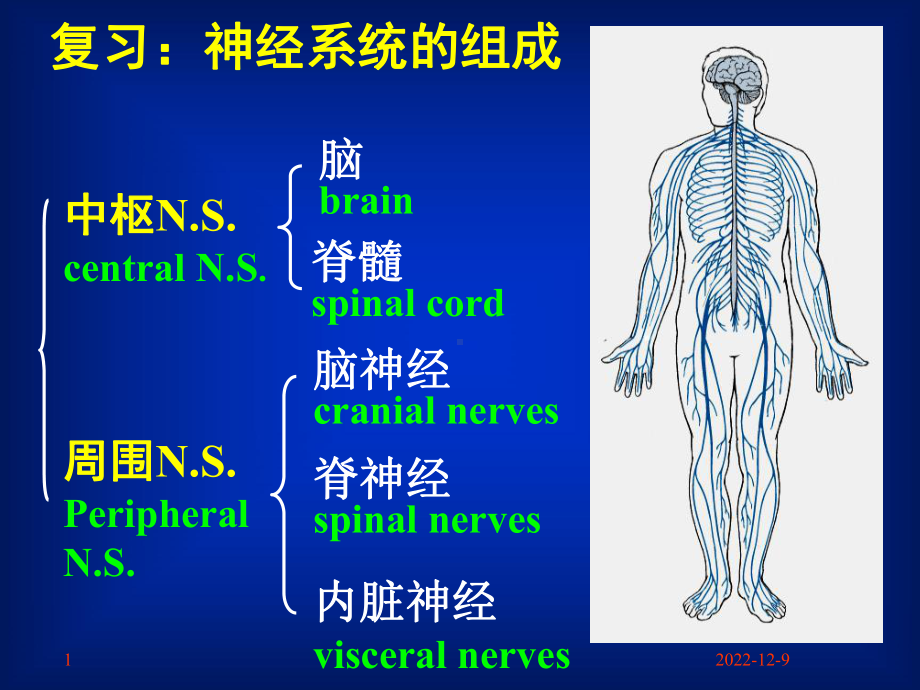 14脑干小脑-资料共课件.ppt_第1页