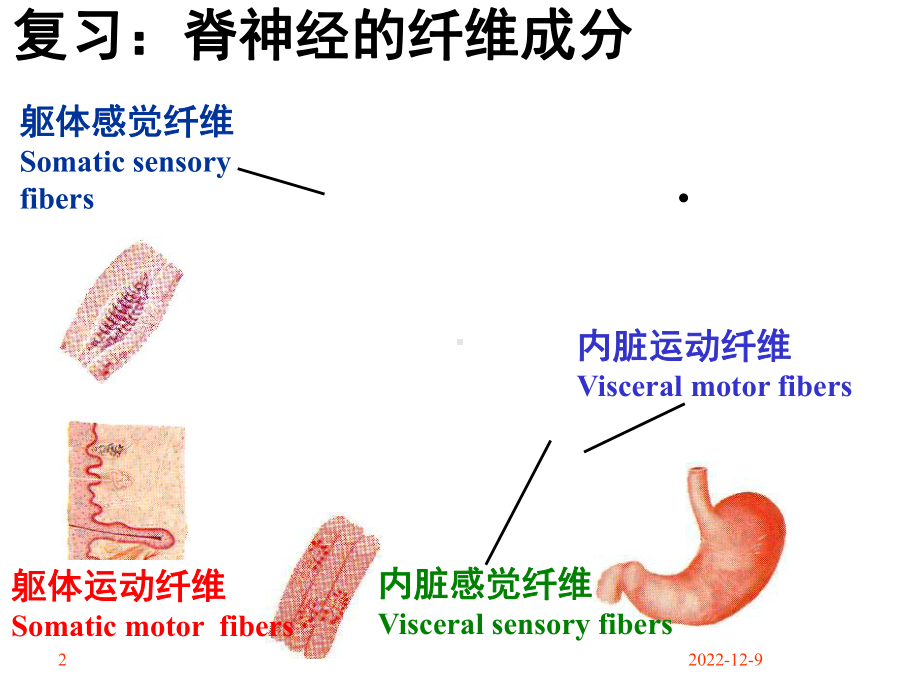 14脑干小脑-资料共课件.ppt_第2页