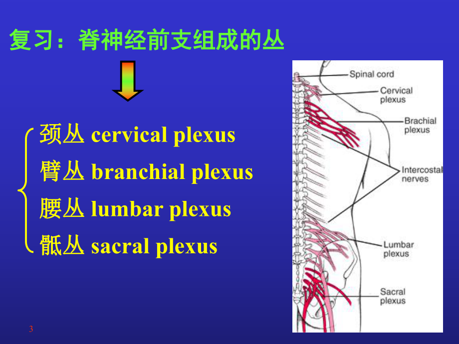 14脑干小脑-资料共课件.ppt_第3页