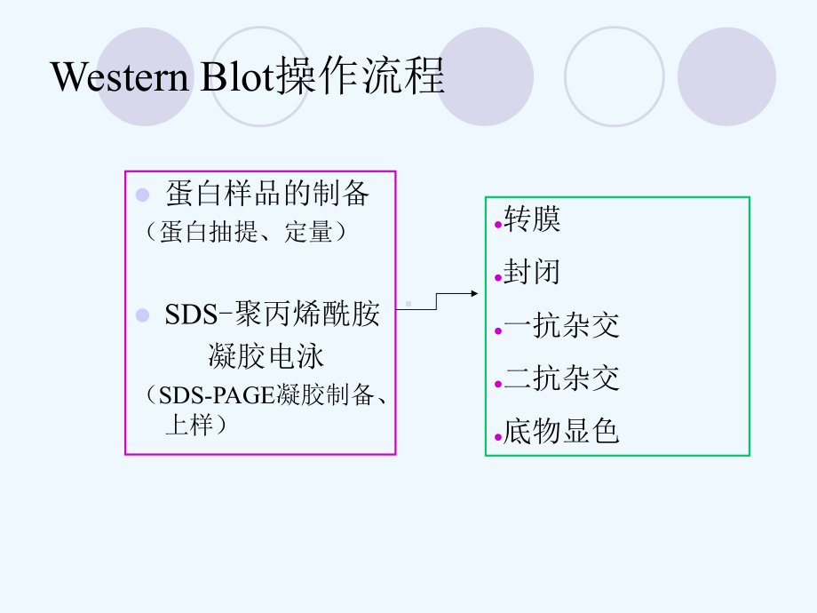 westernblot原理及操作流程课件.ppt_第3页