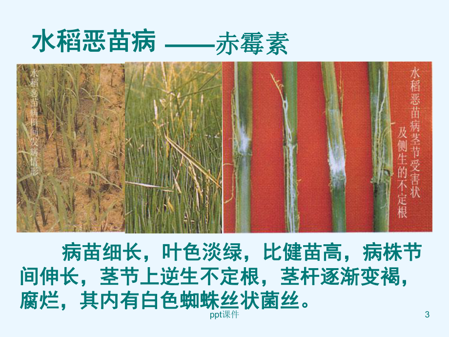 《其他植物激素》课件-002.ppt_第3页