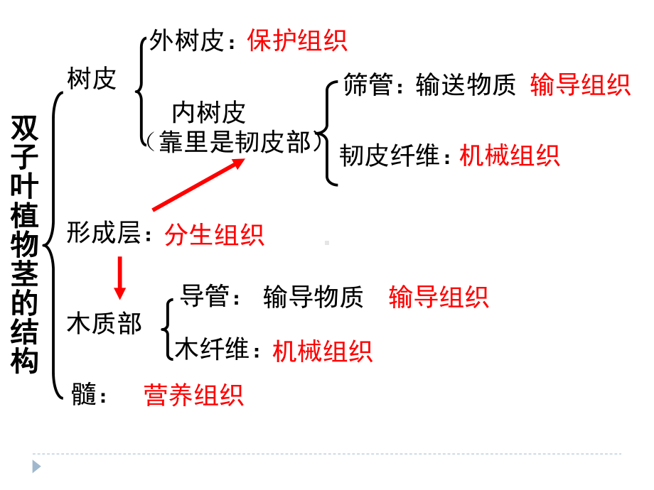 (新)浙教版八年级科学下册44《植物的茎与物质运输》课件(第二课时).ppt_第2页