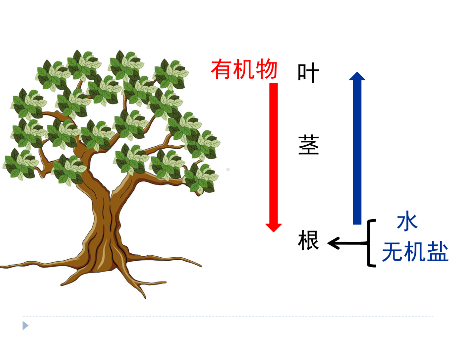 (新)浙教版八年级科学下册44《植物的茎与物质运输》课件(第二课时).ppt_第3页