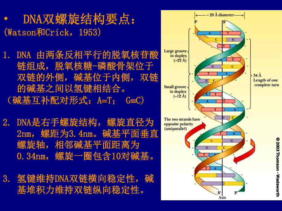 DNA高级结构理化性质及应用2课件.ppt_第3页