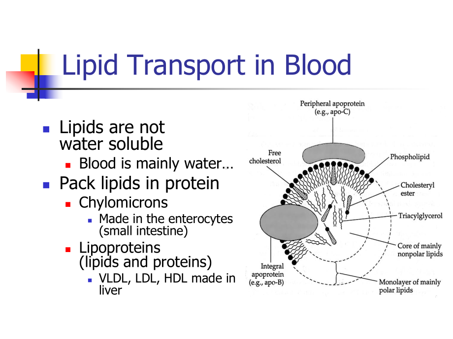 Metabolism-of-Lipids-大学动物营养学课件-英文版.ppt_第2页