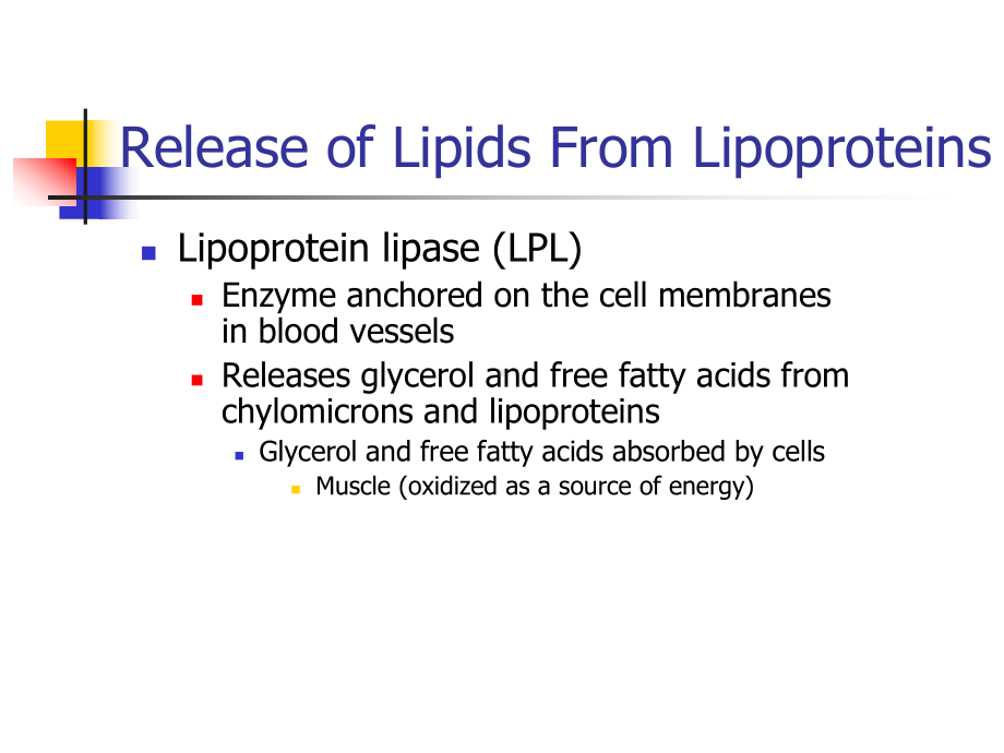 Metabolism-of-Lipids-大学动物营养学课件-英文版.ppt_第3页