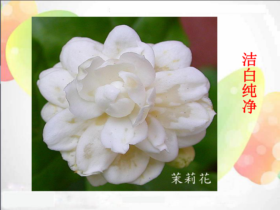 20《淡淡的茉莉》课件1.ppt_第3页