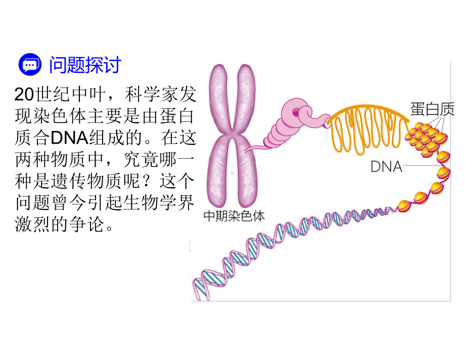 4-1高中生物一轮复习DNA是主要的遗传物质课件.ppt_第3页